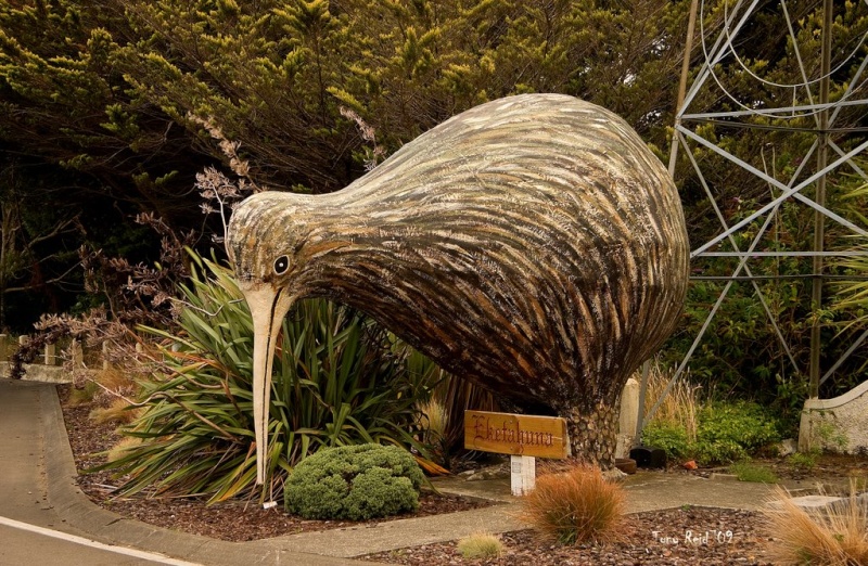 Kiwi géant à Eketahuna - Nouvelle Zélande Kiw110