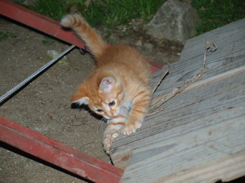 5 beaux chatons à donner Chaton13