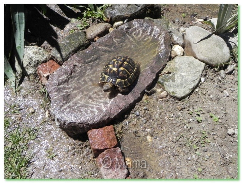 Nouvel abreuvoir chez les hermann Abreuv11