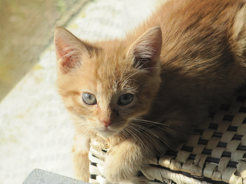 JOKARI, européen roux tabby, 5 mois -M Jokari12