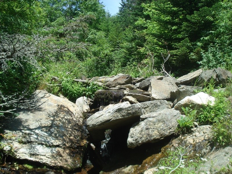 Brookies atop Mt Mitchell Dsc03213