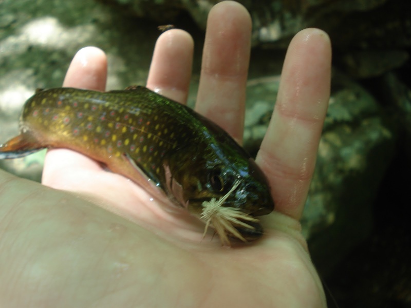 Brookies atop Mt Mitchell Dsc03214