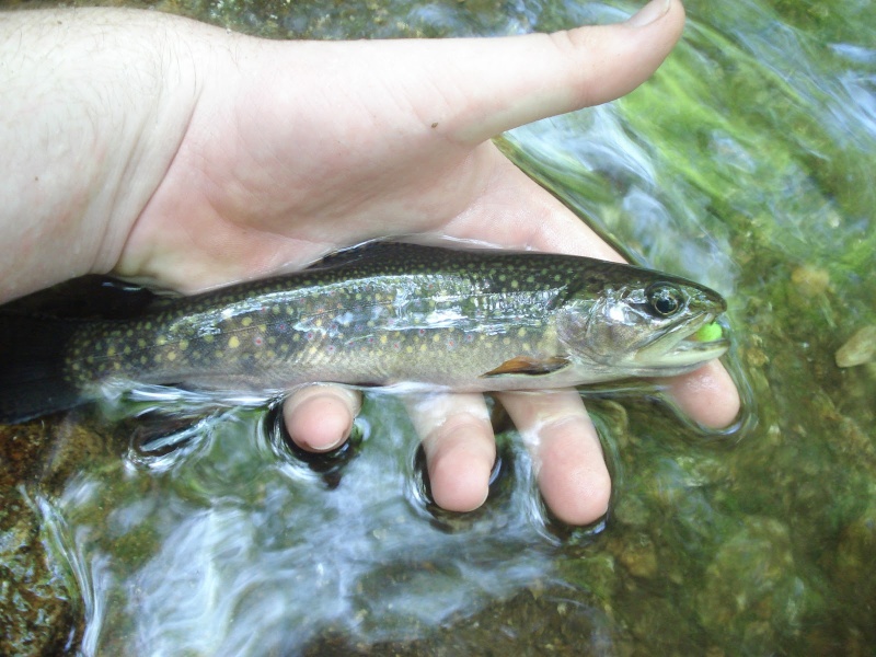 Brookies atop Mt Mitchell Dsc03311