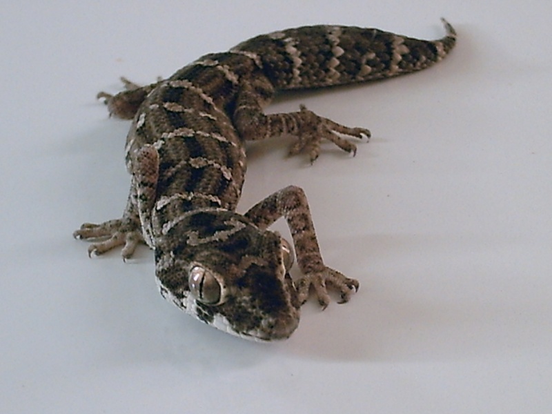 Hemidactylus imbricatus ( gecko vipère ) Pict3613