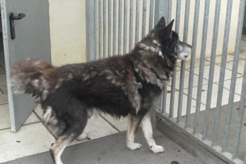  LOBO papy croisé husky-berger - 10 ans - fourrière - 62  (ADOPTE)  Lobo210