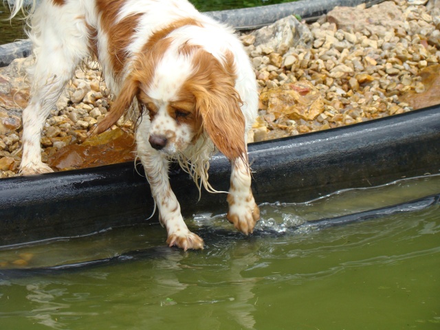 ASTUCE (Cavalier King Charles) - Page 8 03210