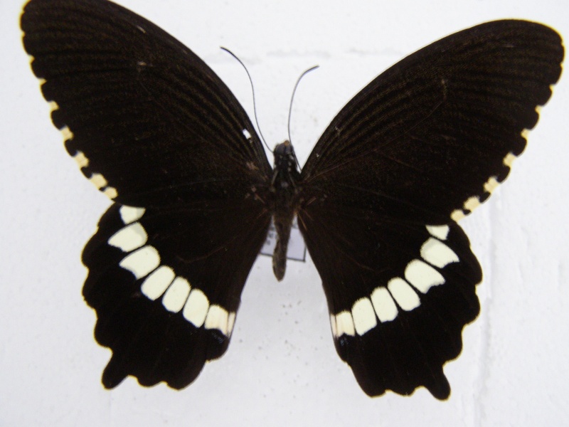 [Papilio polytes theseus](Papilionidae)Indonesie  P1010048
