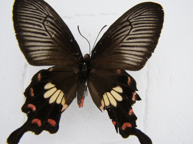 '[Pachliopta aristolochiae balina](Papilionidae)Indonesie  P1010050