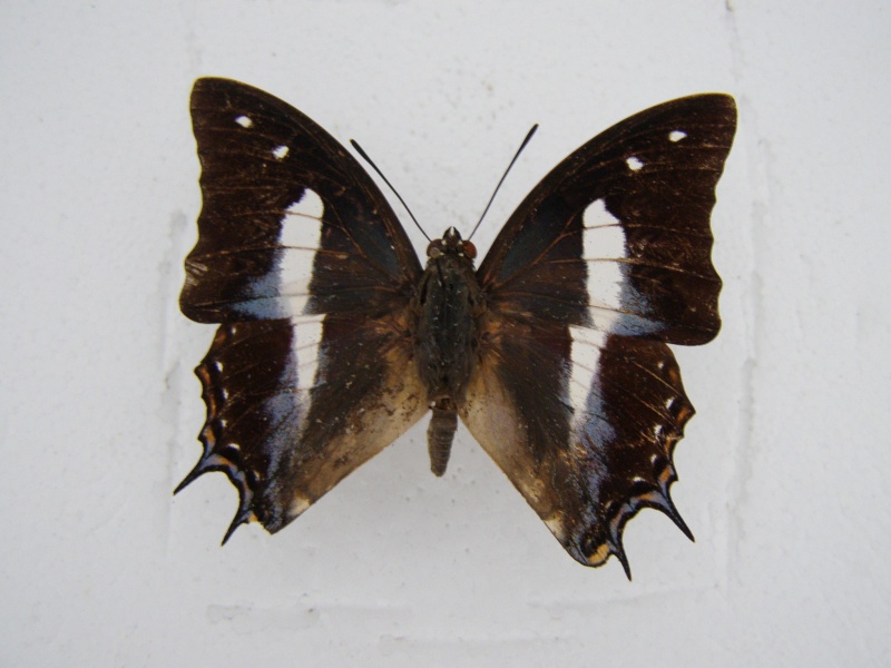 '[Polyura shreiber](Nymphalidae Charaxinae)Indonesie  P1010051