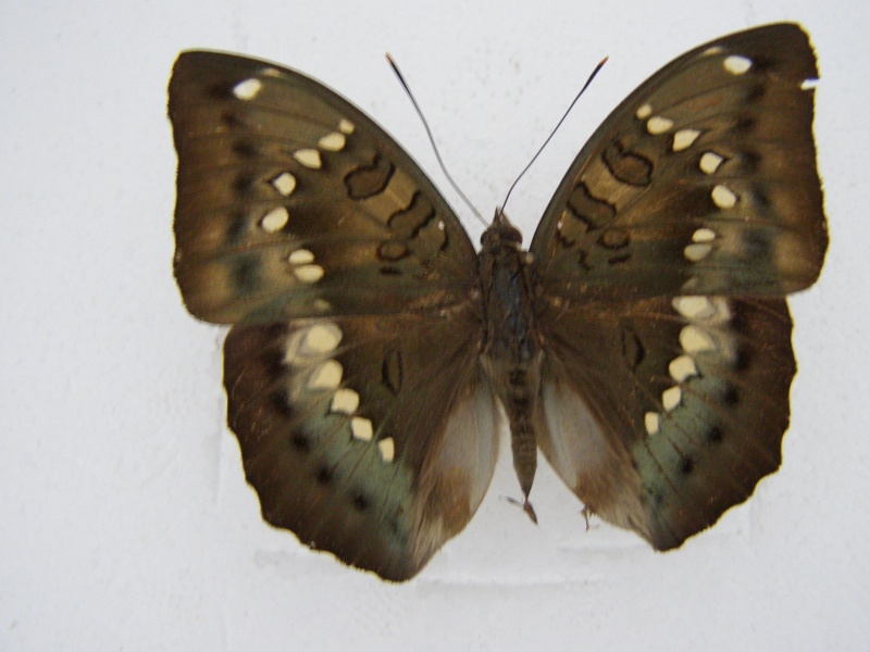 [Euthalia thibetana] (Nymphalidae)chine P1010057