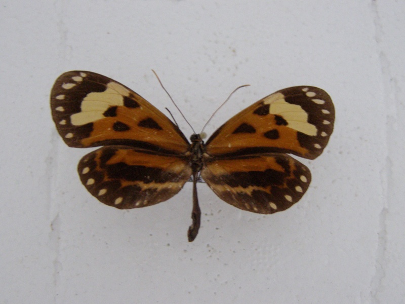 [Hypothyris ninonia ](Nymphalidae ithomiinae)Guyane France  P1010064