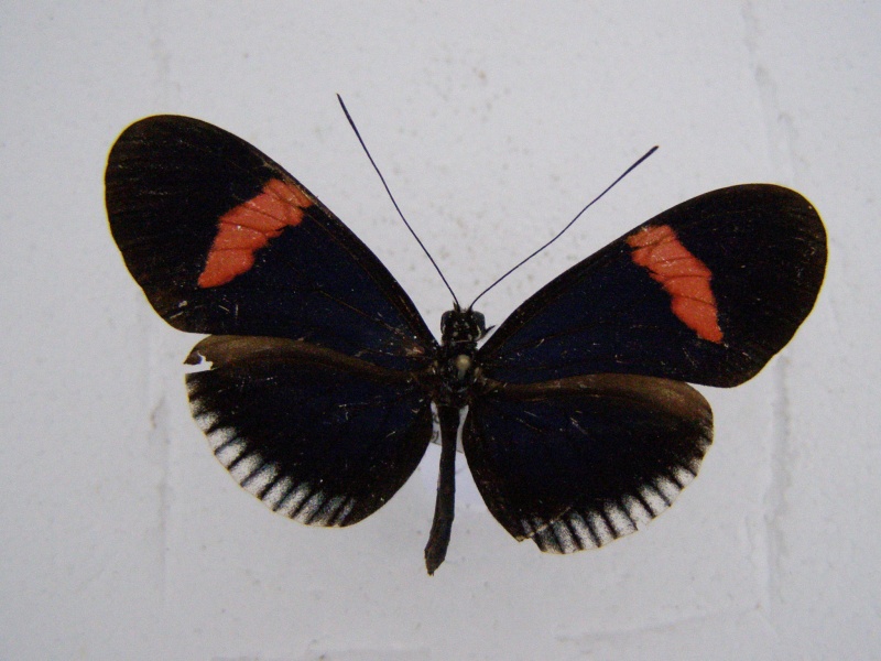 [Heliconius erato cyrbia](Heliconiinae)Perou N°8 P1010073