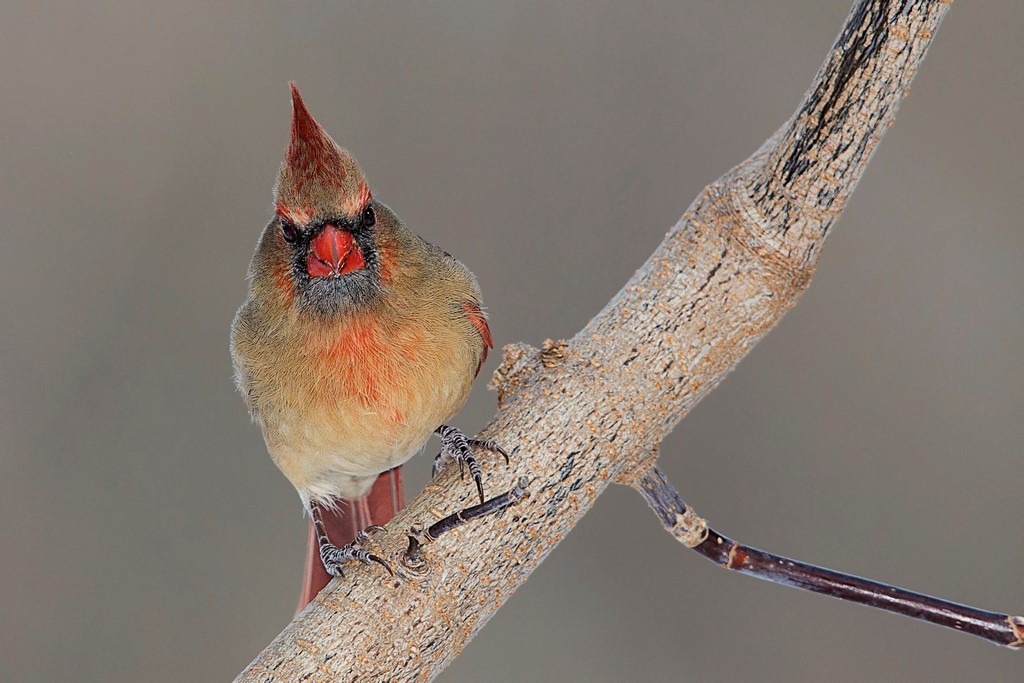 Cardinal rouge (6 photos) Cardin53