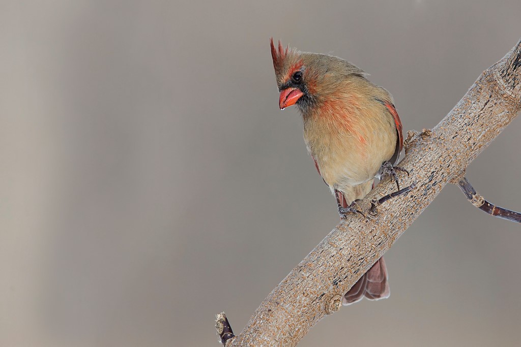 Cardinal rouge (6 photos) Cardin54