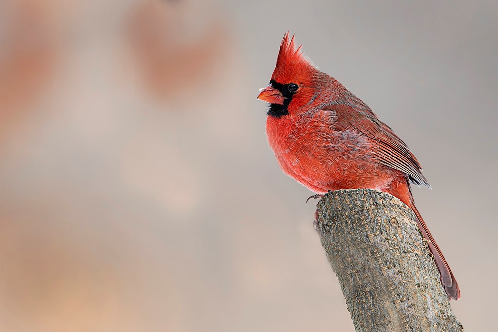 Cardinal rouge (6 photos) Cardin56