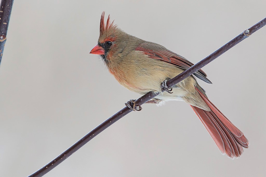 Cardinal rouge (6 photos) Cardin58