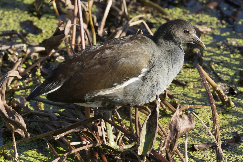 Gallinule poule d'eau juvénile Gallin10