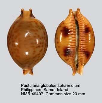 Pustularia globulus sphaeridium F. A. Schilder & M. Schilder, 1938 Globul10