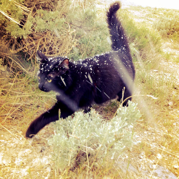 Millie, un chat alpiniste Chat-c24