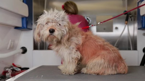 Une séance de toilettage sauve un chien de l'euthanasie  Chien10