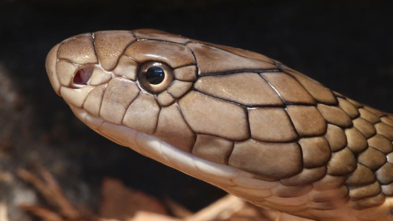 L'ado était accro au venin de serpent Cobra_10