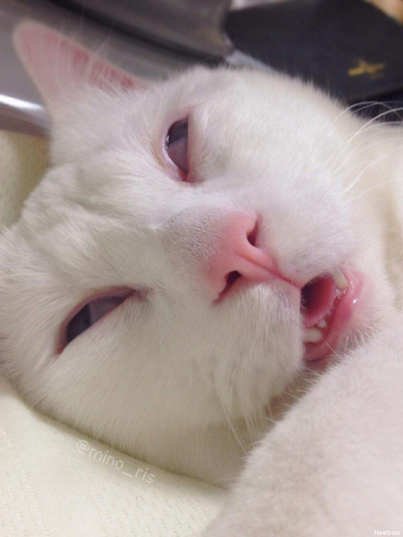 Ce chat qui dort a bien fait rire les internautes  O-endo11