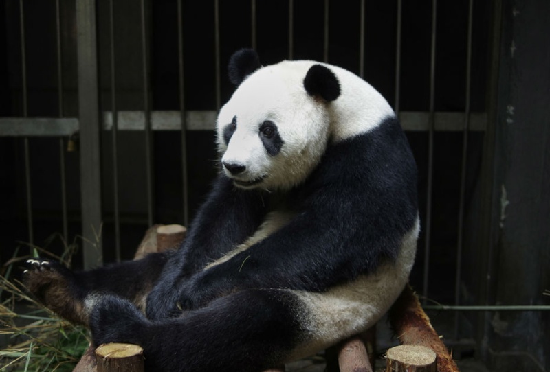 Un femelle panda feint une grossesse pour être choyée  Panda-10