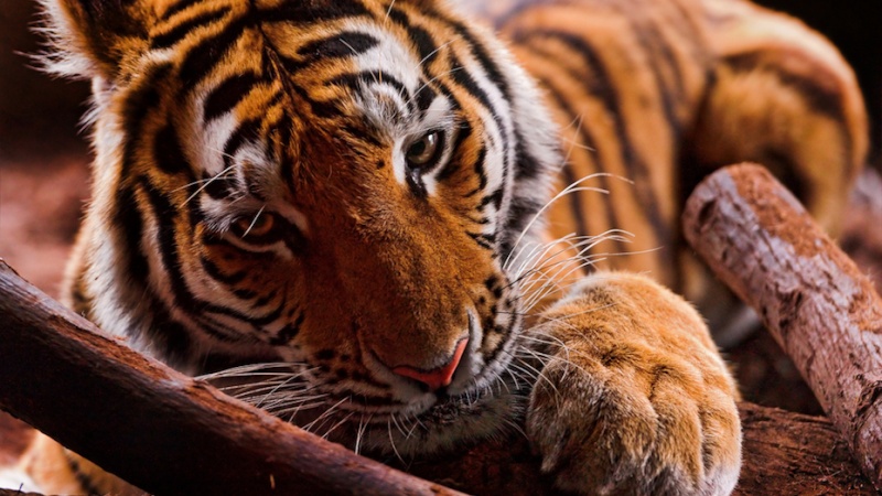 Sexe avec un tigre : l'incroyable confusion Tigre_11