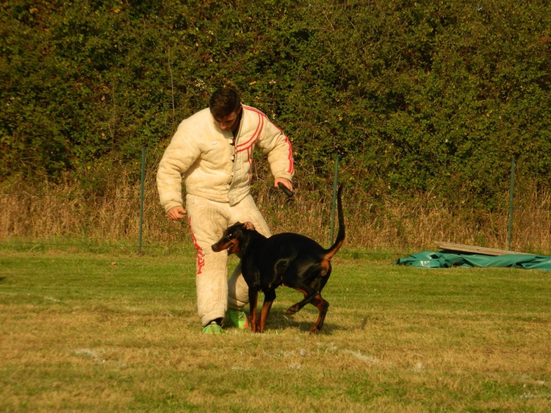 Bolcanstern Dobermann, ou l'histoire d'une passion... - Page 5 10572311