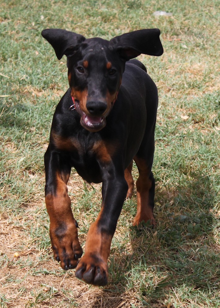 Chiots Dobermann lignées travail - Page 11 20130720