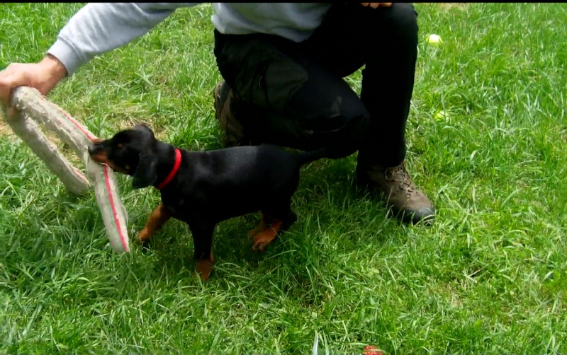 Chiots Dobermann lignées travail - Page 10 Roreck10