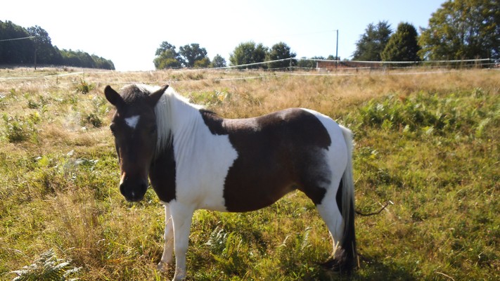 CANNELLE - ONC poney née en 2009 - adoptée en décembre 2013 par Catie - Page 2 Cannel10