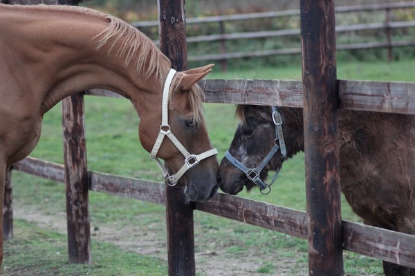 MASCOTTE - ONC poney née en 1993 - adoptée en octobre 2014 par Elsa - Page 2 Galant10