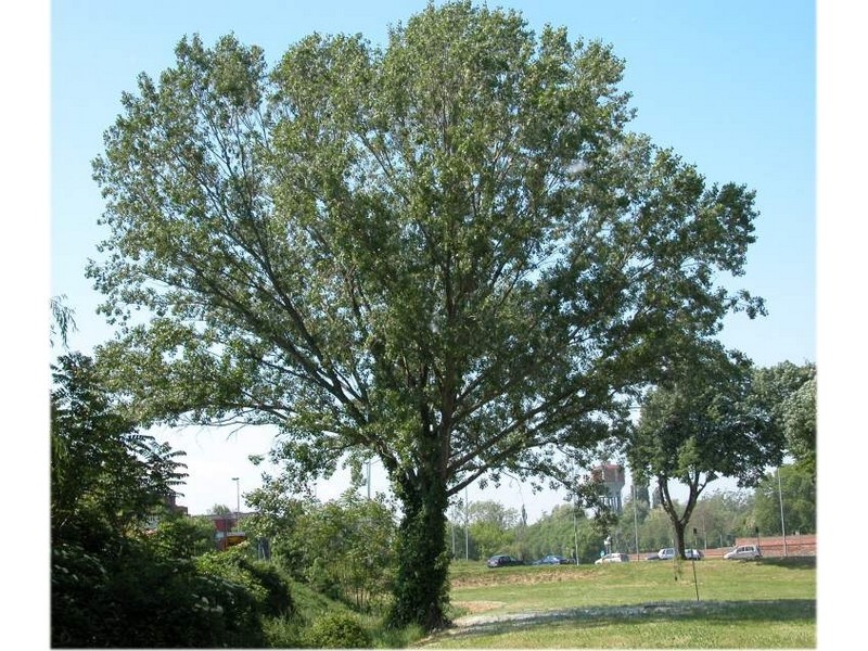 comment secher le bois sans qu'il se fende? - Page 3 Peupli10