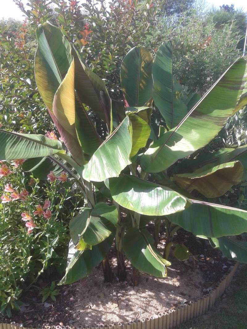 musa sikkimensis ne grandit pas 20120710