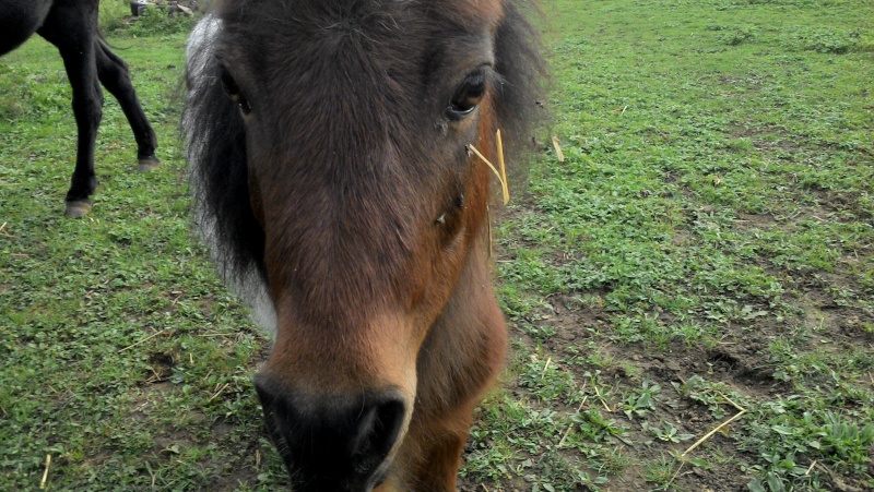 POLLY - ONC Poney Shetland née en 2004 - adoptée en mars 2013 par Moutarde - Page 3 Img_2011