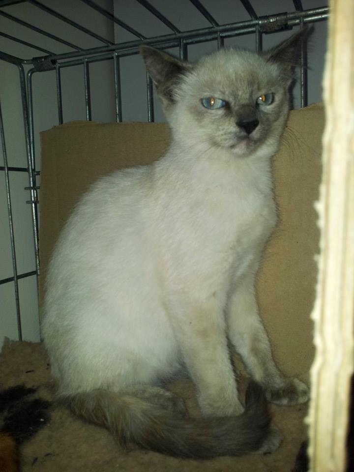 JAMELIA, chaton femelle européenne, 3 mois blue point 10370310