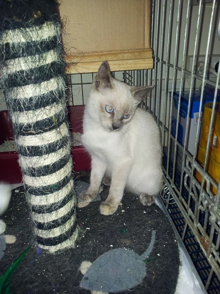 JAMELIA, chaton femelle européenne, 3 mois blue point 10460210