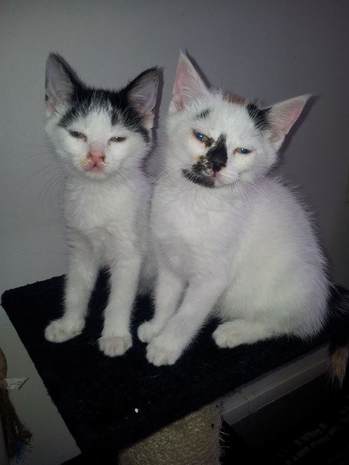 JONQUILLE, chaton femelle noire et blanche, 2 mois 10481611