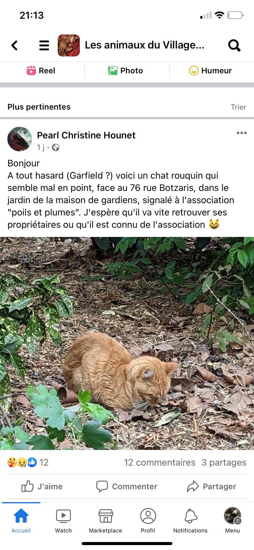 CAPS, Européen Roux Male 9 ans 33849610