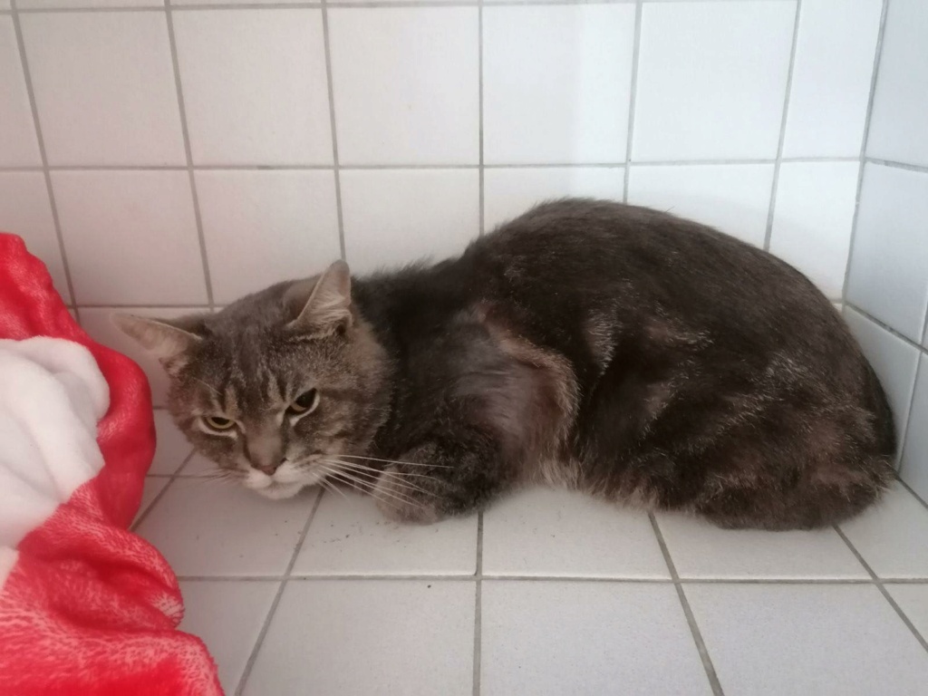 GRIZZLY Européen blue tabby M 3 ans 35376710