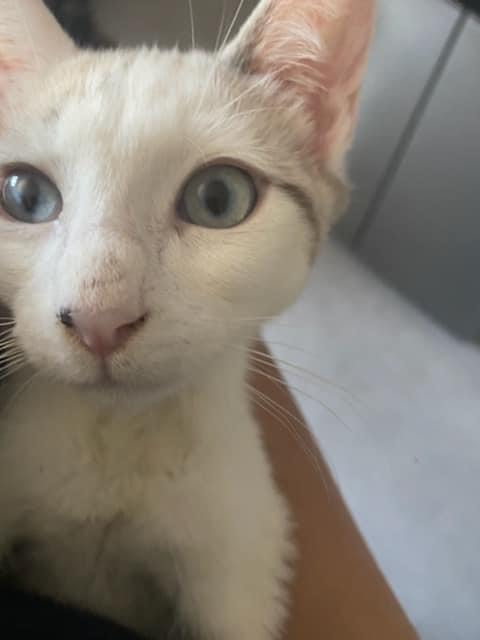 UGGY, européen X siamois, Mâle, 9 mois 37714710