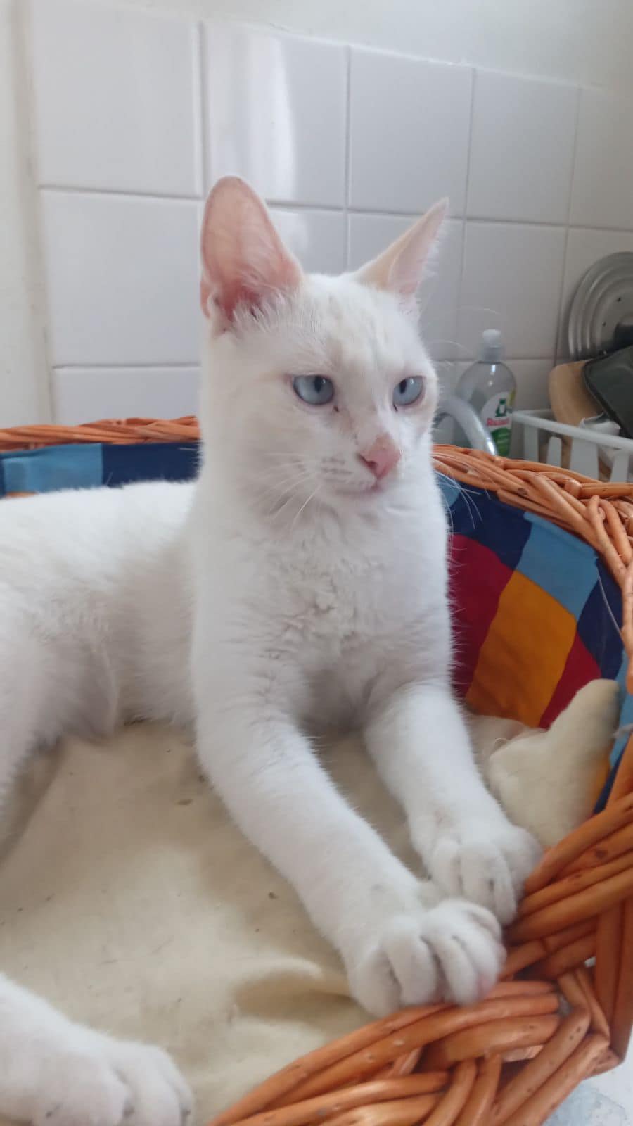 MALOU, X siamois, red point, femelle, 6 mois 39301310