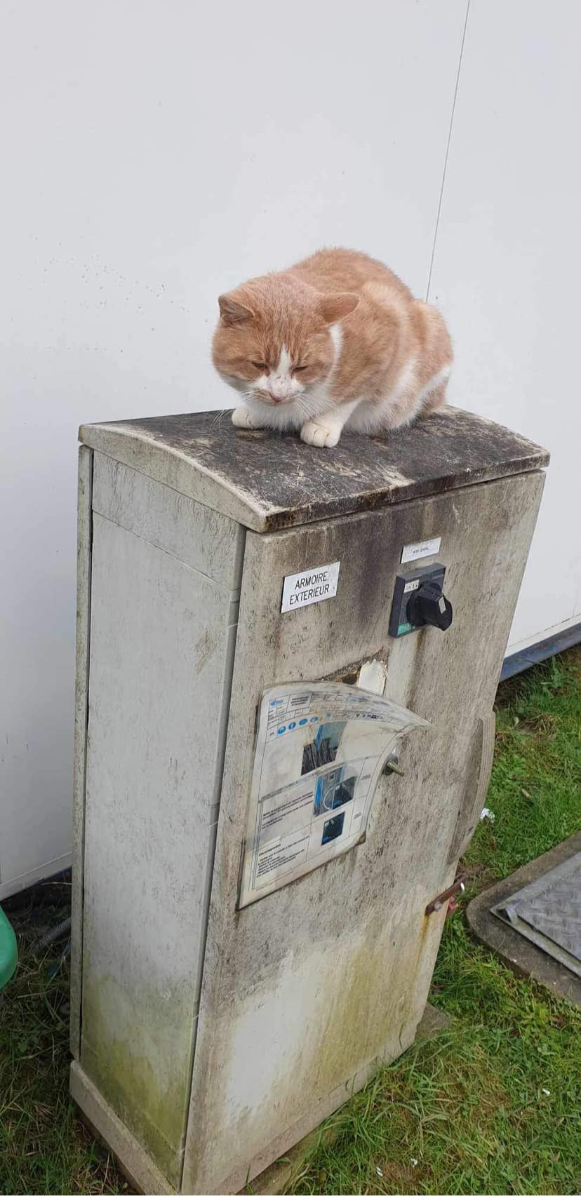 POTIRON, européen, roux et blanc, 18 mois, Mâle FIV + 41634310