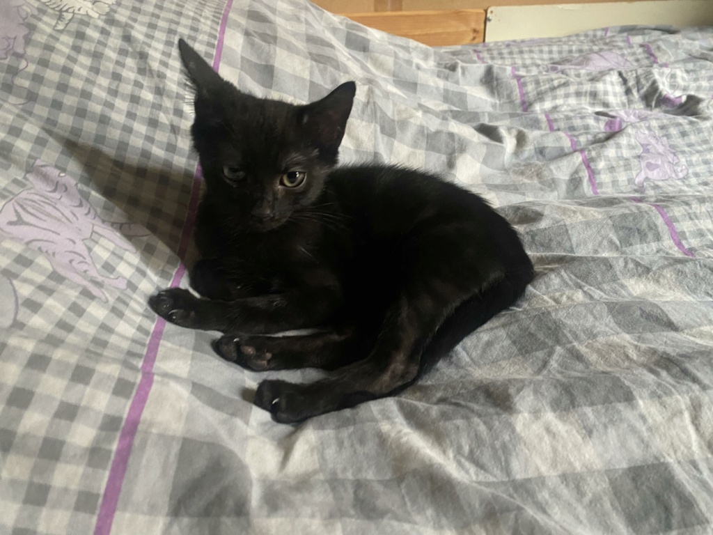 [SAUVETAGE] VYNILE FELV/FIV+ Européen Noir 4 mois Mâle 43481110