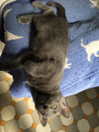 Pim, européen male gris bleu, 2 mois 1/2 , M  64667510