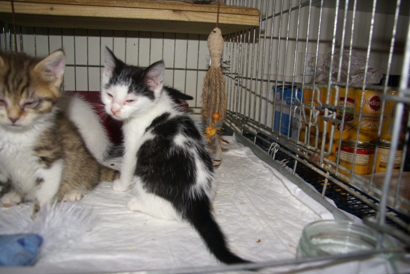 JONQUILLE, chaton femelle noire et blanche, 2 mois Dsc05510