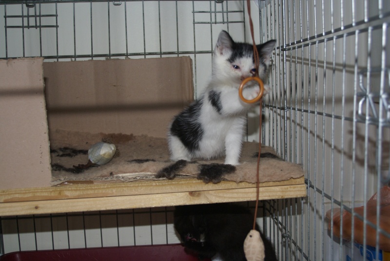 JONQUILLE, chaton femelle noire et blanche, 2 mois Dsc05511
