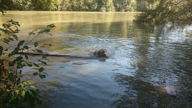 Hina (croisé dogue de bordeau et cane corso) - Page 15 Dsc_0216