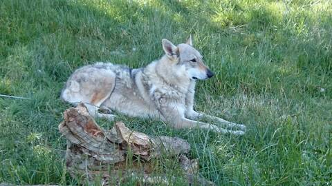 Chien Loup De Saarloos Où Chien Loup Tchécoslovaque